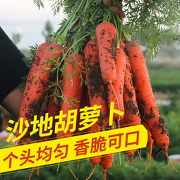 新鮮蔬菜批發新選擇 10斤帶箱胡蘿卜，健康便捷直達餐桌